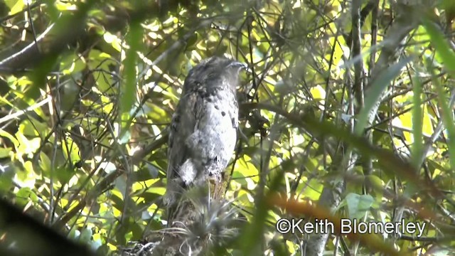 Common Potoo - ML201025381