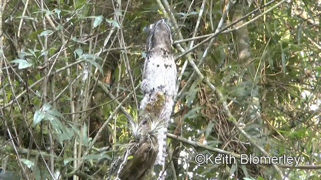 Urutau Putusu - ML201025391