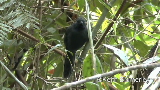 Tufted Antshrike - ML201025451