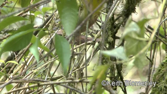 Goldhähnchen-Waldsänger [auricapilla-Gruppe] - ML201025471