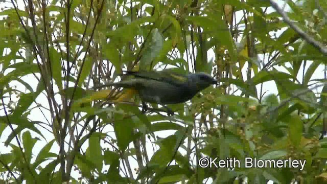 Golden-chevroned Tanager - ML201025481