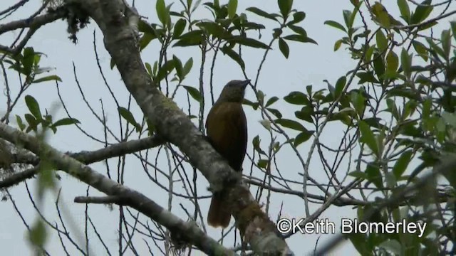 Ruby-crowned Tanager - ML201025491