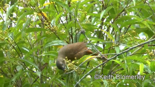 Ruby-crowned Tanager - ML201025501