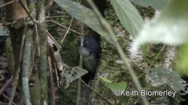 White-breasted Tapaculo - ML201025531