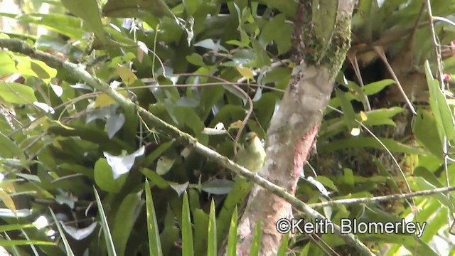 Oustalet's Tyrannulet - ML201025551