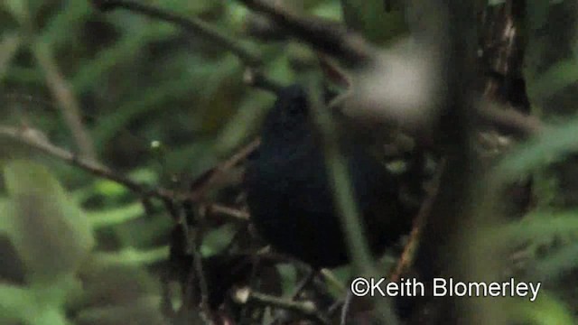 Braunbauchtapaculo - ML201025561