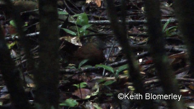 Sclérure à poitrine rousse (scansor) - ML201025571