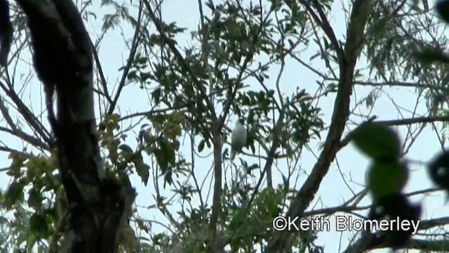 Bare-throated Bellbird - ML201025581