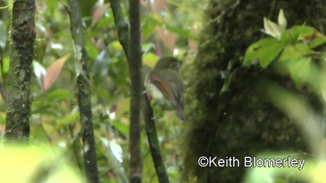 Russet-winged Spadebill - ML201025591