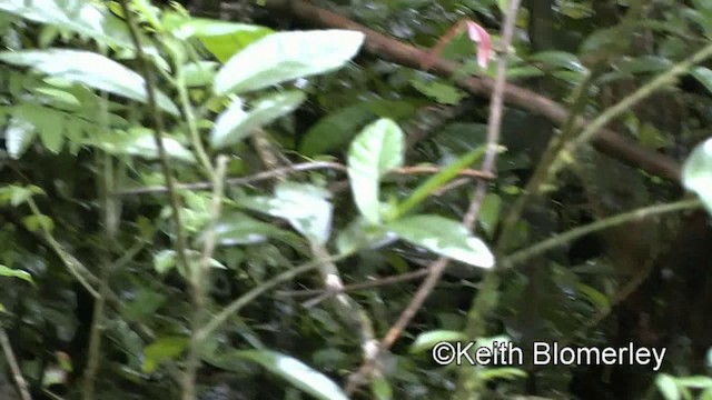 Star-throated Antwren - ML201025601