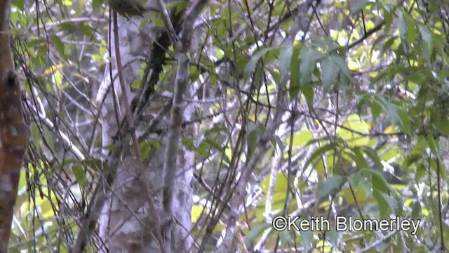 Variable Antshrike - ML201025611