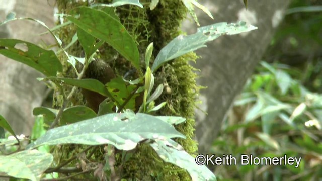 Lesser Woodcreeper - ML201025651