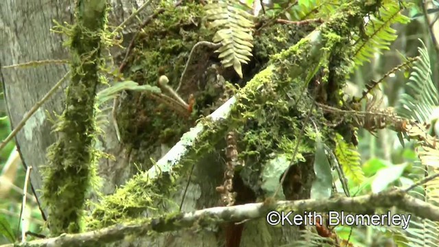 Lesser Woodcreeper - ML201025661