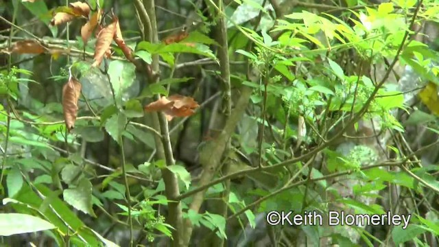 Rufous-crowned Greenlet - ML201025671