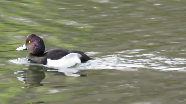 Tufted Duck - ML201025891