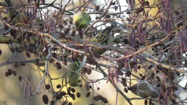ベニヒワ（亜種 イメベニヒワ） - ML201026101