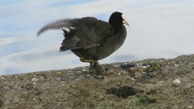 Eurasian Coot - ML201026341