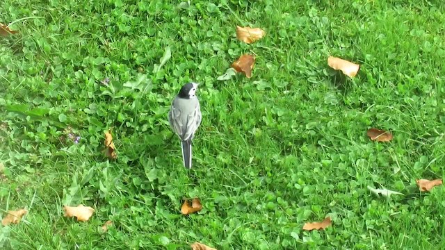 White Wagtail (White-faced) - ML201026351