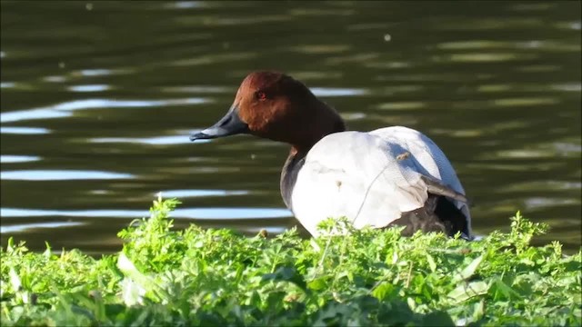 Common Pochard - ML201026401