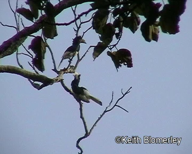 Schreihornvogel (sharpii/duboisi) - ML201026501