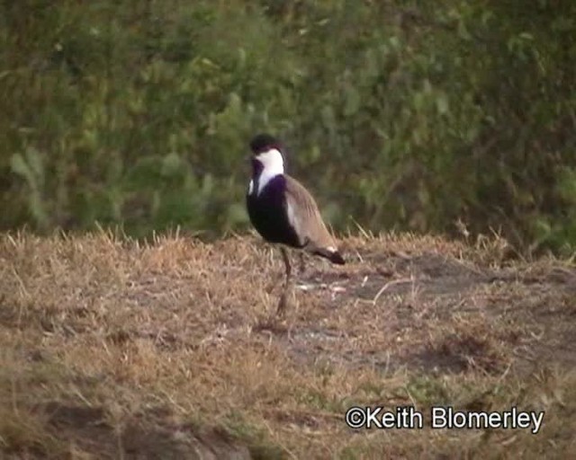 Spur-winged Lapwing - ML201026551