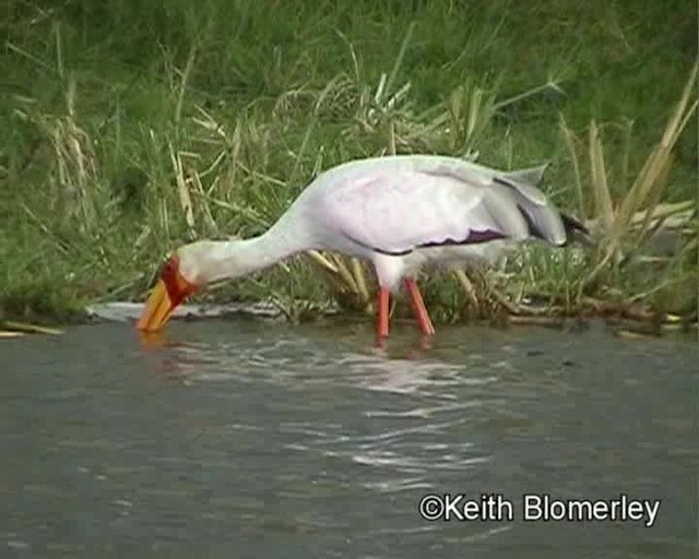 Yellow-billed Stork - ML201026561