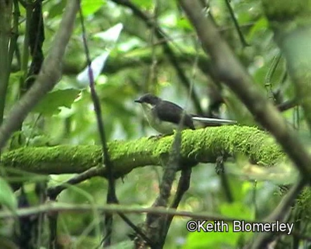 Buff-throated Apalis (Buff-throated) - ML201026611