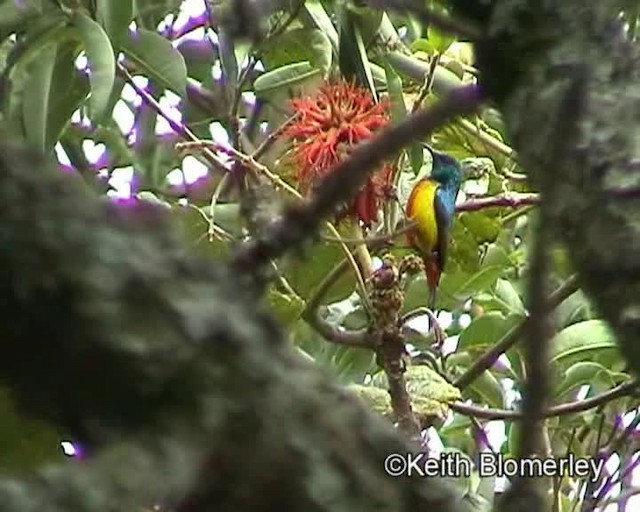 Regal Sunbird - ML201026631