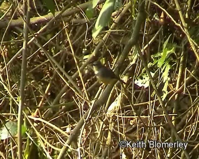 Rwenzori Apalis - ML201026641