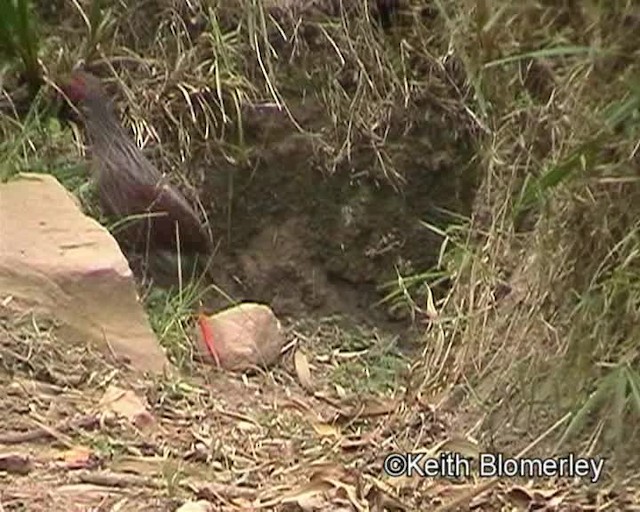 Francolin noble - ML201026671