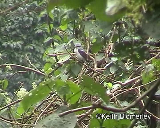 Mackinnon's Shrike - ML201026681