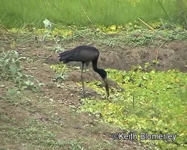 African Openbill - ML201026691