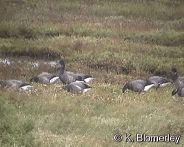 Branta musubeltza (bernicla) - ML201026731