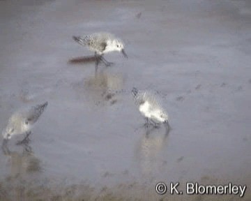 Sanderling - ML201026741