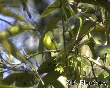 Gray-headed Tody-Flycatcher - ML201026951