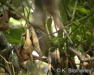 Rufous-capped Spinetail - ML201026971