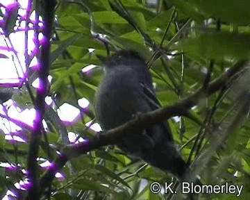 Variable Antshrike - ML201026981