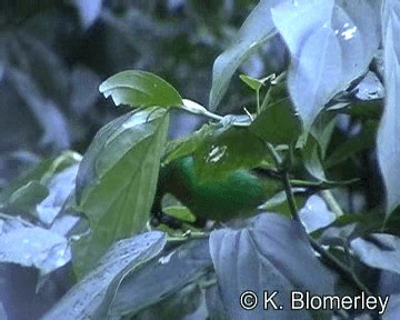 Brassy-breasted Tanager - ML201026991