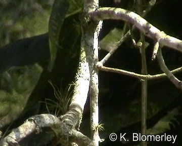 Golden-chevroned Tanager - ML201027011