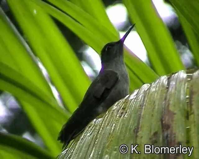 Colibri vert et gris - ML201027041