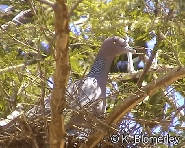 Picazuro Pigeon - ML201027091