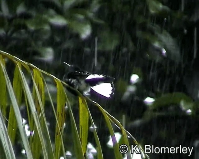 kolibřík černobílý - ML201027141