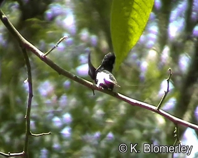 kolibřík černobílý - ML201027151