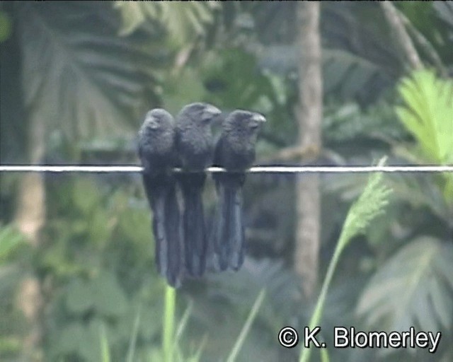 Smooth-billed Ani - ML201027191