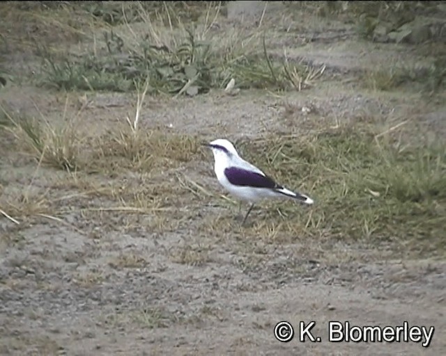 Masked Water-Tyrant - ML201027321