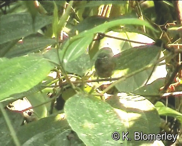 White-flanked Antwren (White-flanked) - ML201027341