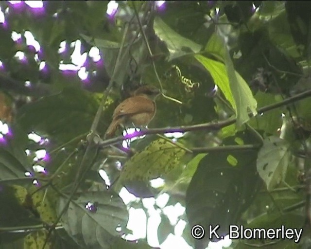 kanelbekard - ML201027351