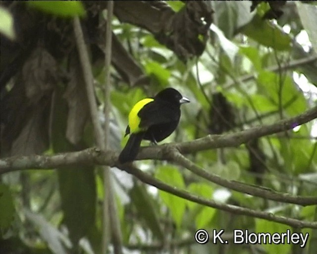 Flame-rumped Tanager (Lemon-rumped) - ML201027401