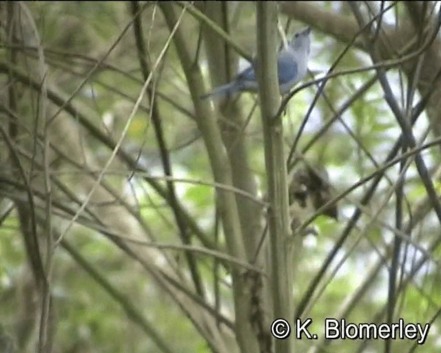 Blue-gray Tanager (Blue-gray) - ML201027451