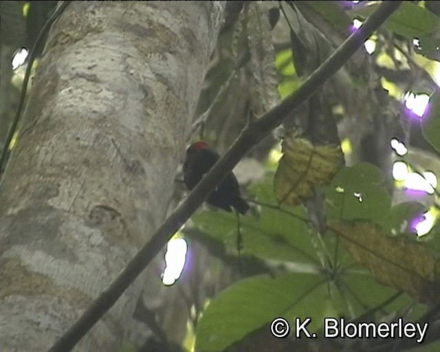 Red-capped Manakin - ML201027461